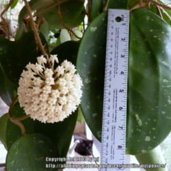 Location: My Garden
Date: 2013-04-24
Hoya latifolia or \"Dinner Plate\" Hoya. Leaves can get quite lar