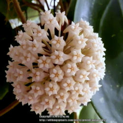 Location: My Garden
Date: 2013-04-24
Large blooms 3-4 in. across, fragrant