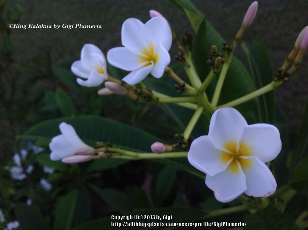 Photo of Plumeria (Plumeria rubra 'King Kalakaua') uploaded by GigiPlumeria