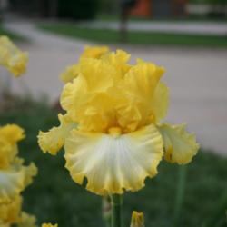 Location: My garden in southeast Nebraska
Date: 2012-04-26
