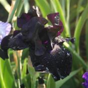 Tall Bearded Iris (Iris 'Black Suited') in the Irises Database - Garden.org