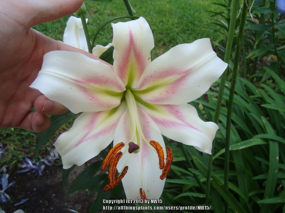 Photo of Lily (Lilium 'Bonbini') uploaded by NW15