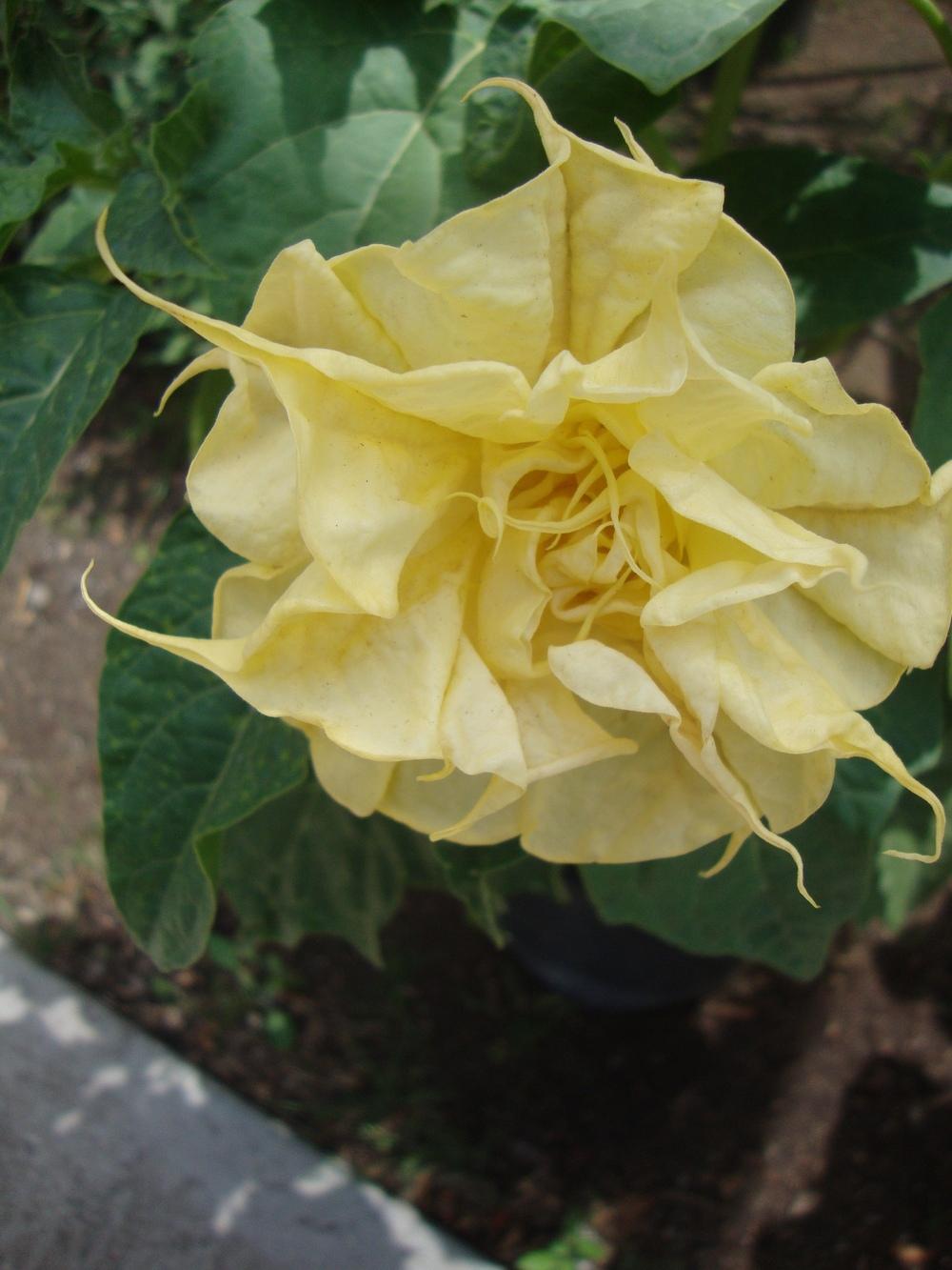 Photo of Devil's Trumpet (Datura) uploaded by Paul2032