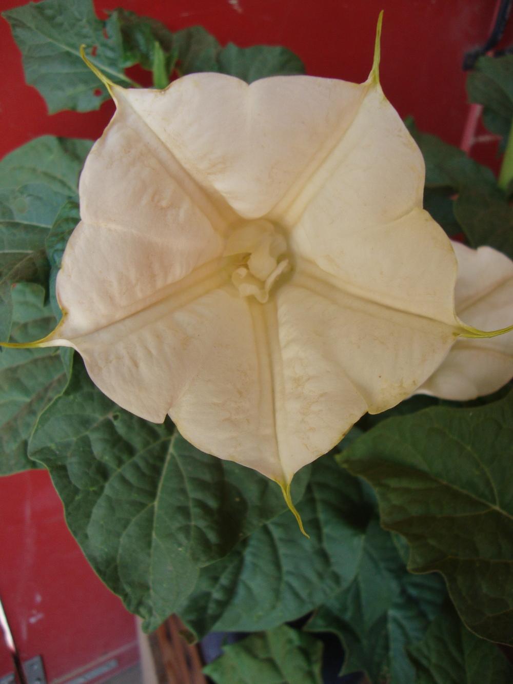 Photo of Devil's Trumpet (Datura) uploaded by Paul2032