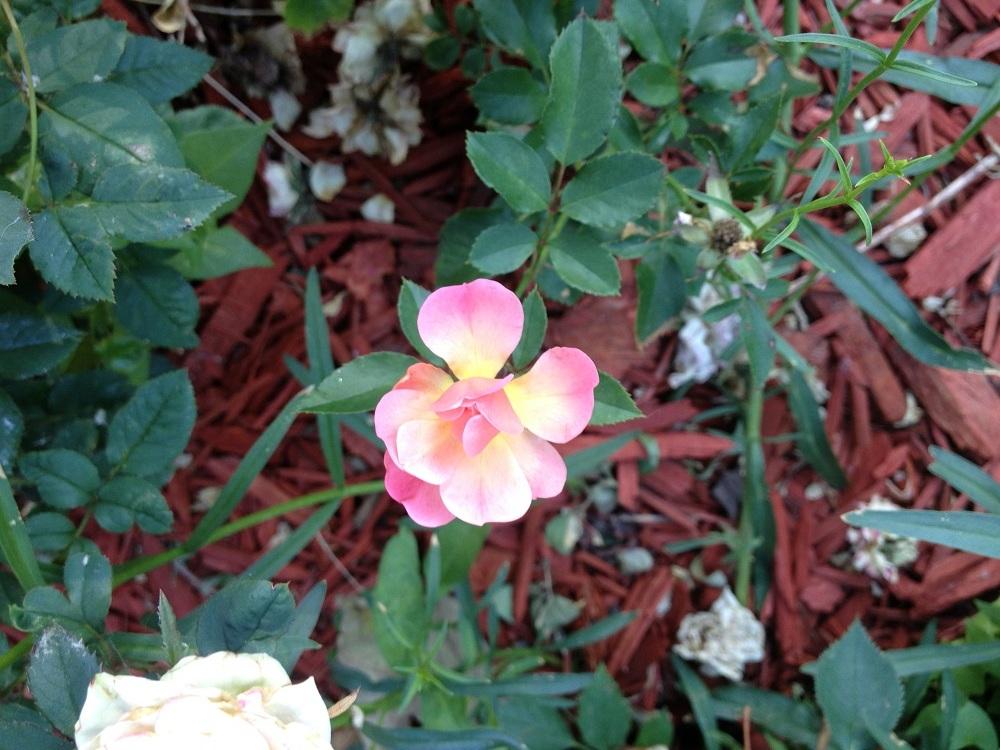 Photo of Rose (Rosa 'Maxi Vita') uploaded by Skiekitty