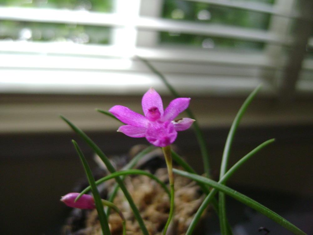Photo of Orchid (Isabelia pulchella) uploaded by Ted5310