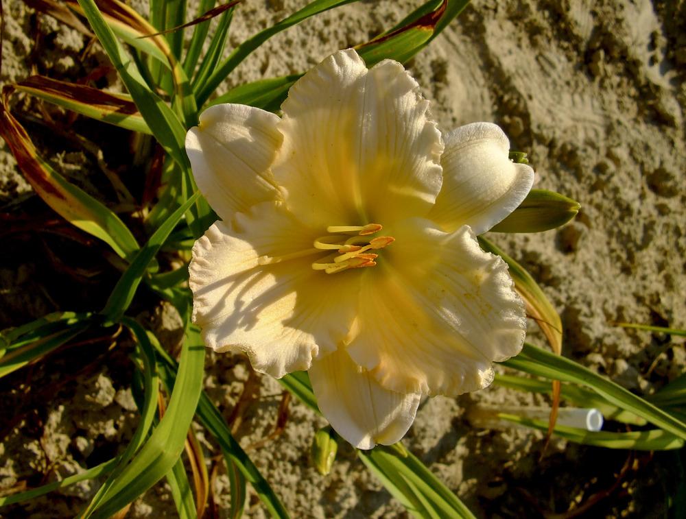 Photo of Daylily (Hemerocallis 'Queens Gift') uploaded by bxncbx