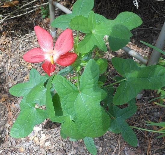 Photo of Musk Okra (Abelmoschus moschatus 'Oriental Red') uploaded by greene