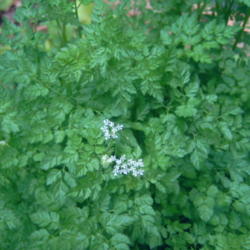 Location: raised bed   zone 8a
Date: 2013-04-16
Chervil just beginning to bloom as warm weather arrives.