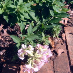 Location: side bed zone 8 a
Date: 2013-06-13
My soapwort never stands tall.  It seems to trail along the surfa