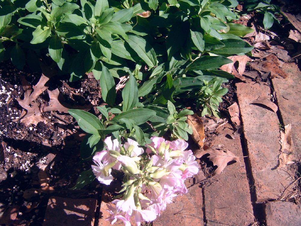Photo of Bouncing Bet (Saponaria officinalis 'Flore Pleno') uploaded by pod