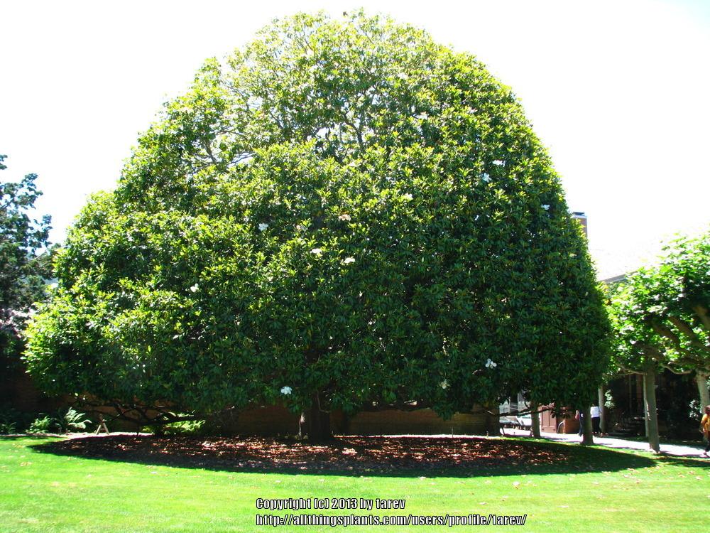 Photo of Southern Magnolia (Magnolia grandiflora) uploaded by tarev