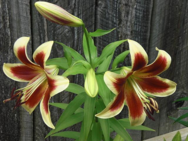 Photo of Lily (Lilium 'Red Dutch') uploaded by Cahac