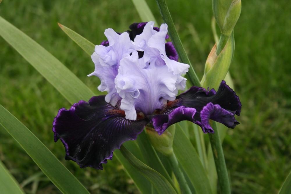 Photo of Tall Bearded Iris (Iris 'Wicked Good') uploaded by KentPfeiffer