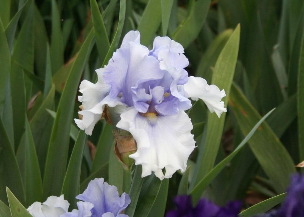Photo of Tall Bearded Iris (Iris 'Willamette Mist') uploaded by KentPfeiffer