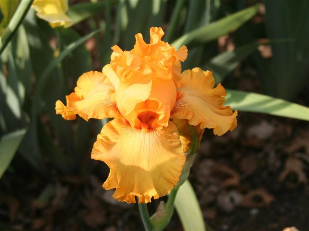 Photo of Tall Bearded Iris (Iris 'Brilliance') uploaded by KentPfeiffer