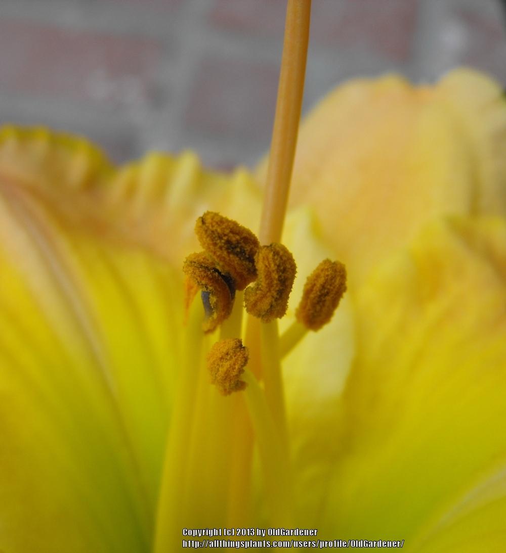 Photo of Daylily (Hemerocallis 'Frequent Comment') uploaded by OldGardener