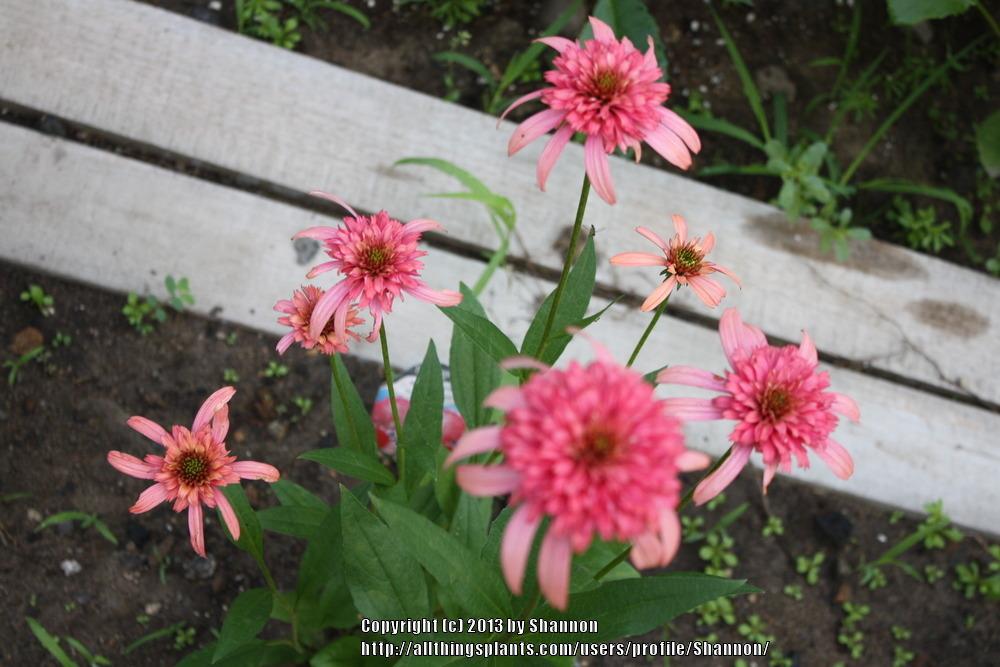 Photo of Coneflower (Echinacea 'Secret Passion') uploaded by Shannon
