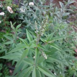 Location: Denver Metro CO
Date: 2013-07-10
Didn't buy this as a vitex, but it grew out of a planting of a Ro
