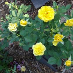 Location: Denver Metro CO
Date: 2013-07-10
A very strong rose, has survived 3 transplantings and 4 zone 5 wi