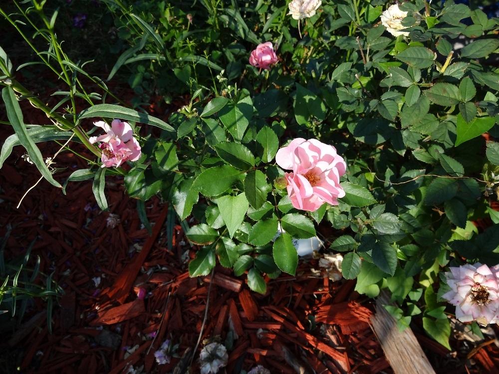 Photo of Rose (Rosa 'Maxi Vita') uploaded by Skiekitty