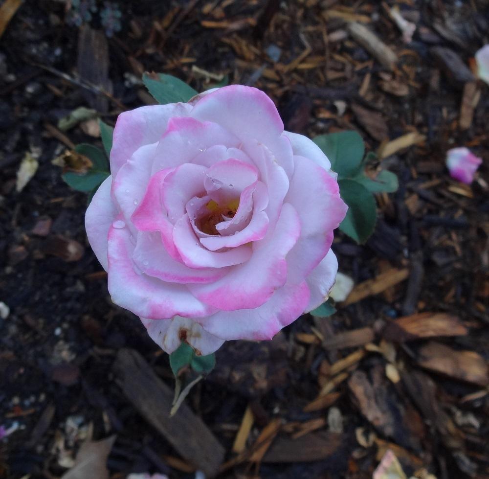 Photo of Rose (Rosa 'Silverado') uploaded by Skiekitty