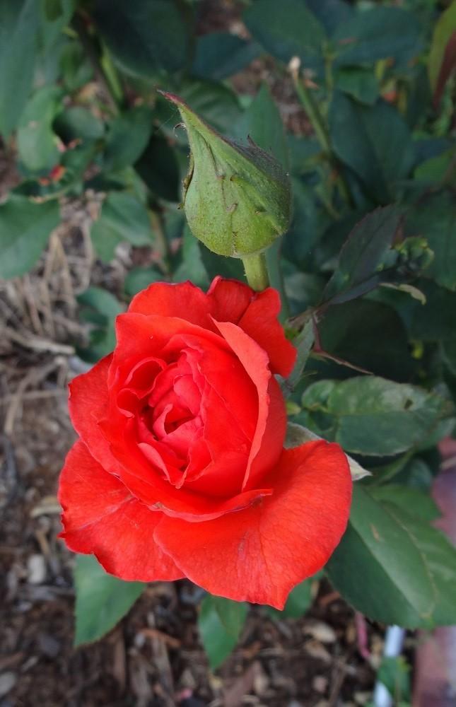 Photo of Rose (Rosa 'Picante') uploaded by Skiekitty