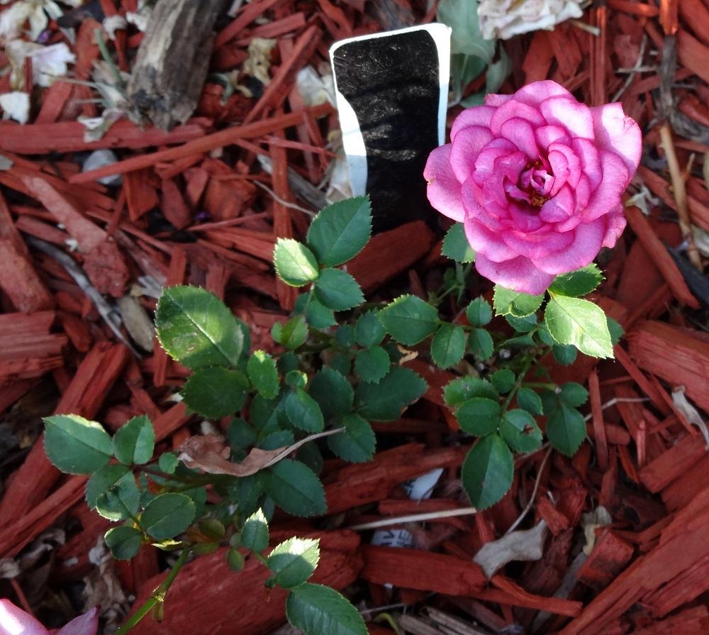 Photo of Rose (Rosa 'Joy') uploaded by Skiekitty