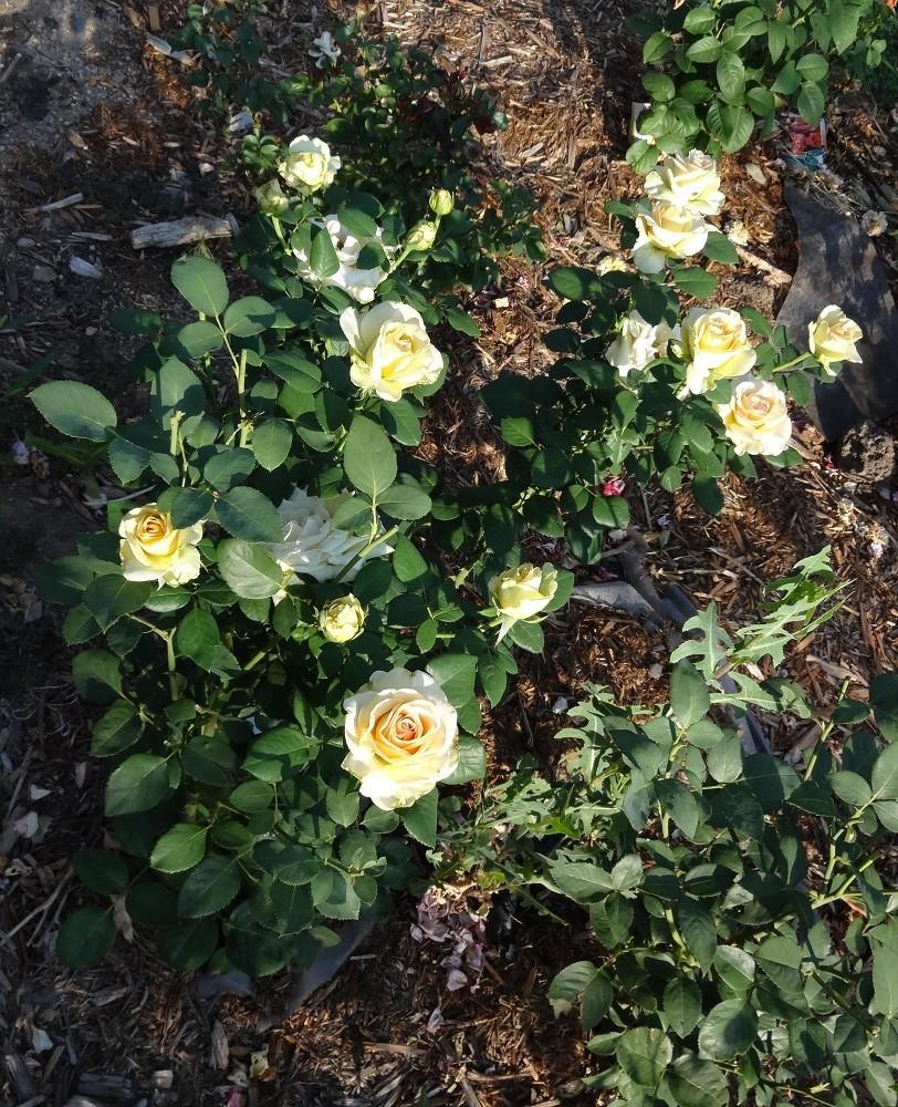 Photo of Rose (Rosa 'Marilyn Monroe') uploaded by Skiekitty