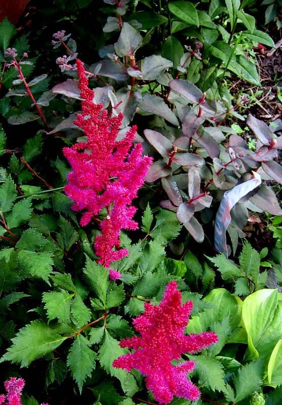 Photo of Chinese Astilbe (Astilbe rubra 'Visions') uploaded by ge1836