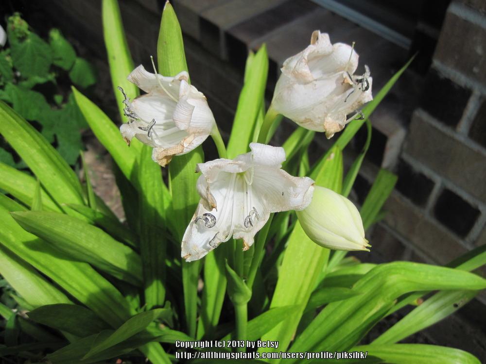 Photo of St. Christopher Lily (Crinum jagus) uploaded by piksihk