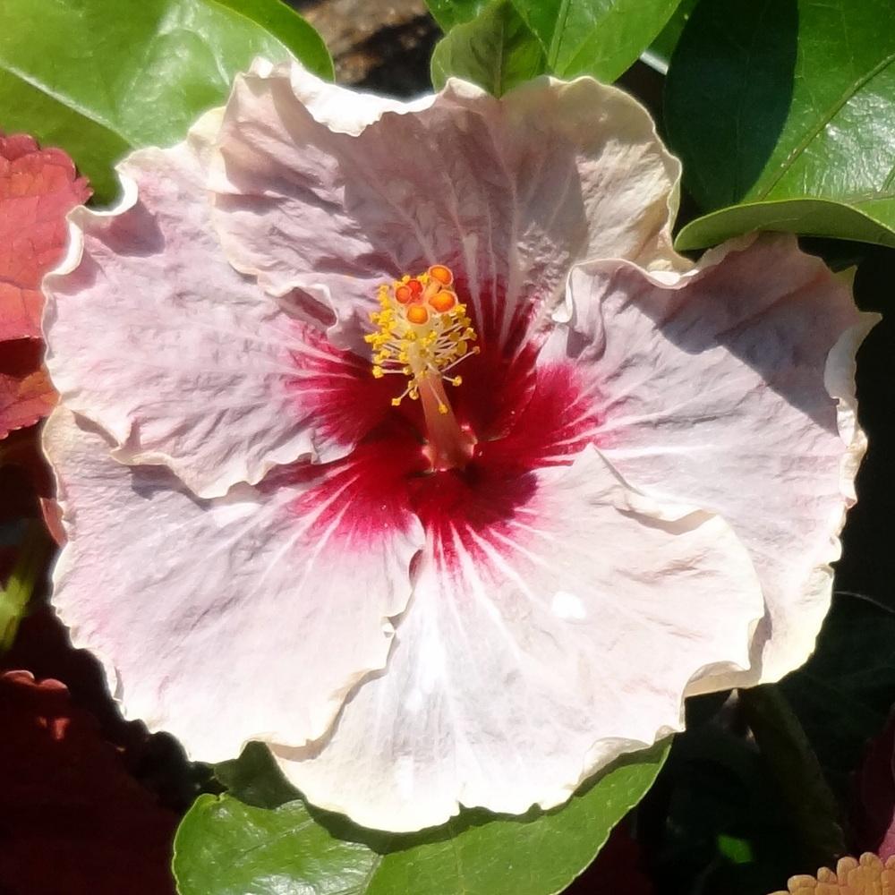 Photo of Tropical Hibiscus (Hibiscus rosa-sinensis 'Me-Oh My-Oh') uploaded by stilldew