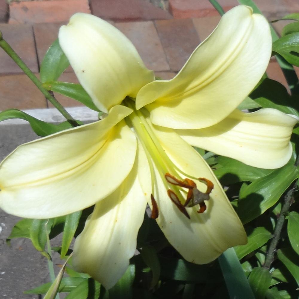 Photo of Lily (Lilium 'Georgette') uploaded by stilldew