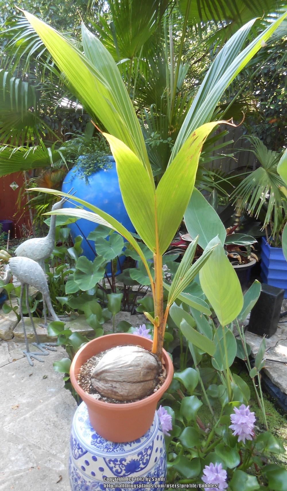Photo of Coconut Palm (Cocos nucifera) uploaded by Bubbles