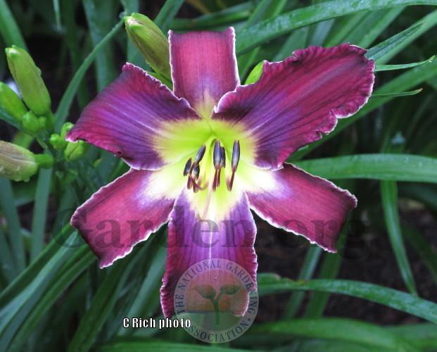 Photo of Daylily (Hemerocallis 'Increased Complexity') uploaded by Char