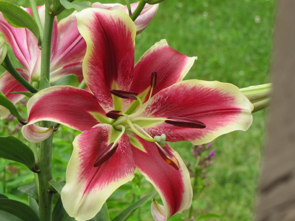 Photo of Lily (Lilium 'Flashpoint') uploaded by Claudia