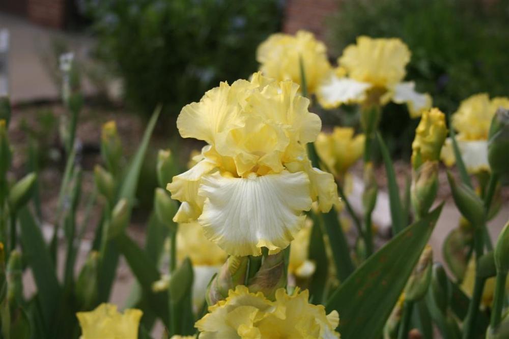 Photo of Tall Bearded Iris (Iris 'Check It Out') uploaded by KentPfeiffer