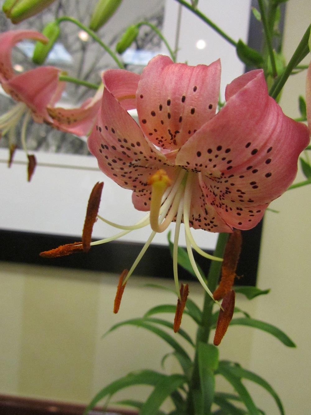 Photo of Lily (Lilium 'Satin Slippers') uploaded by MAINIAC