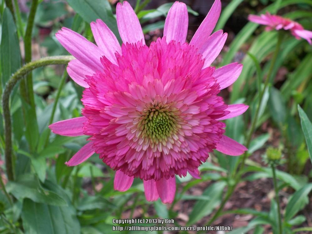 Photo of Coneflower (Echinacea 'Southern Belle') uploaded by NJBob