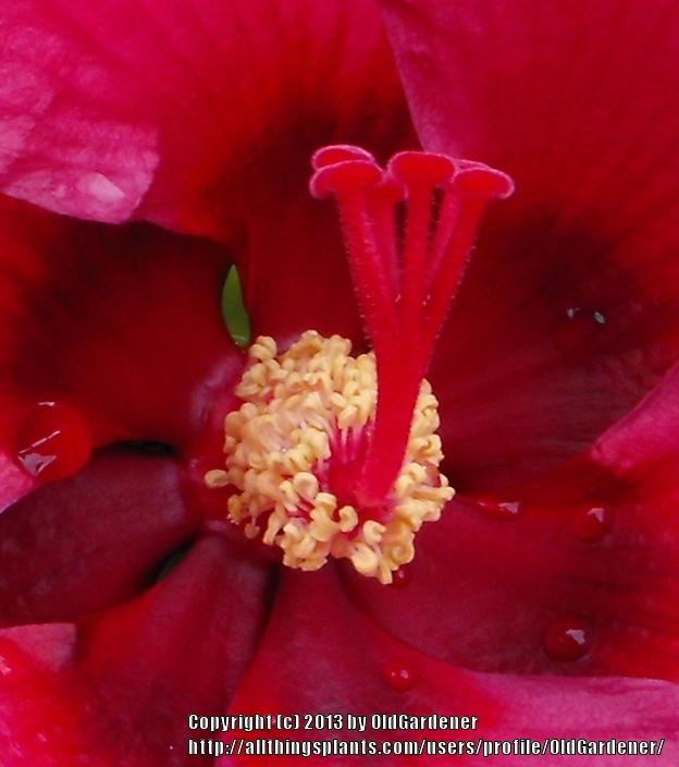Photo of Hybrid Hardy Hibiscus (Hibiscus 'Plum Crazy') uploaded by OldGardener