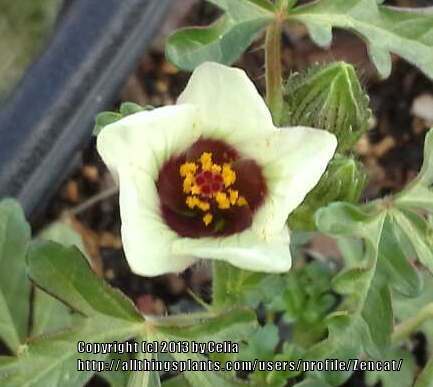 Photo of Flower of an Hour (Hibiscus trionum) uploaded by Zencat