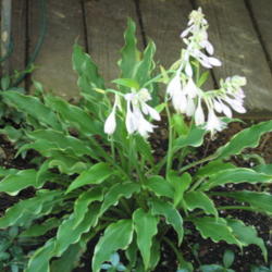 Location: Bowling Green, Ky 
Date: 2013-07-07
This is an image of \"Hosta\" Pineapple Punch blooming, flowers d