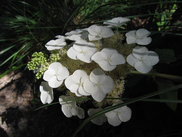 Photo of Oakleaf Hydrangea (Hydrangea quercifolia 'Sike's Dwarf') uploaded by wcgypsy