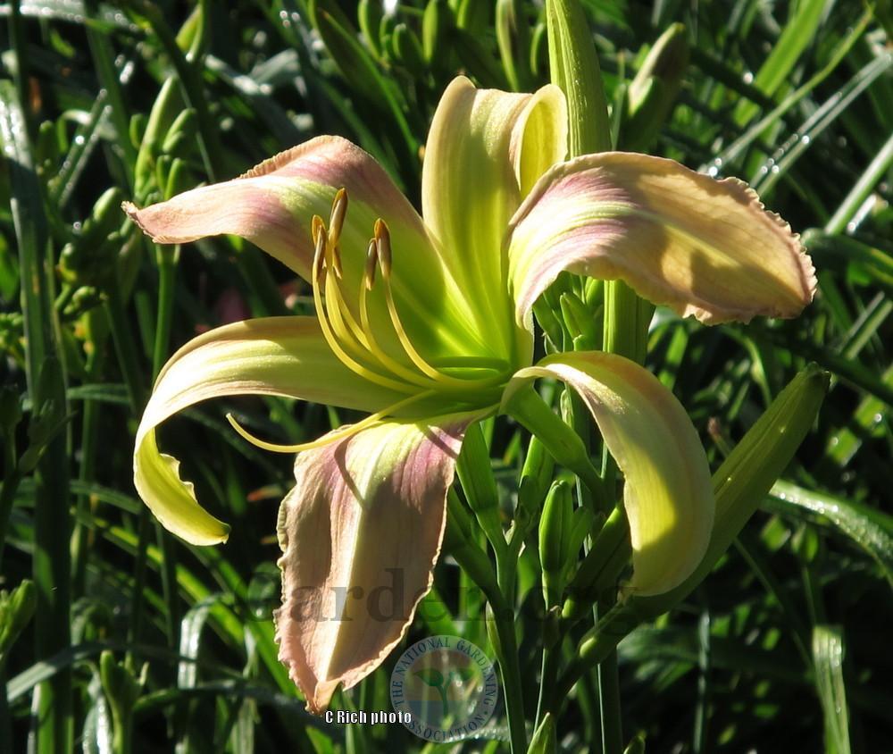Photo of Daylily (Hemerocallis 'His Highness') uploaded by Char