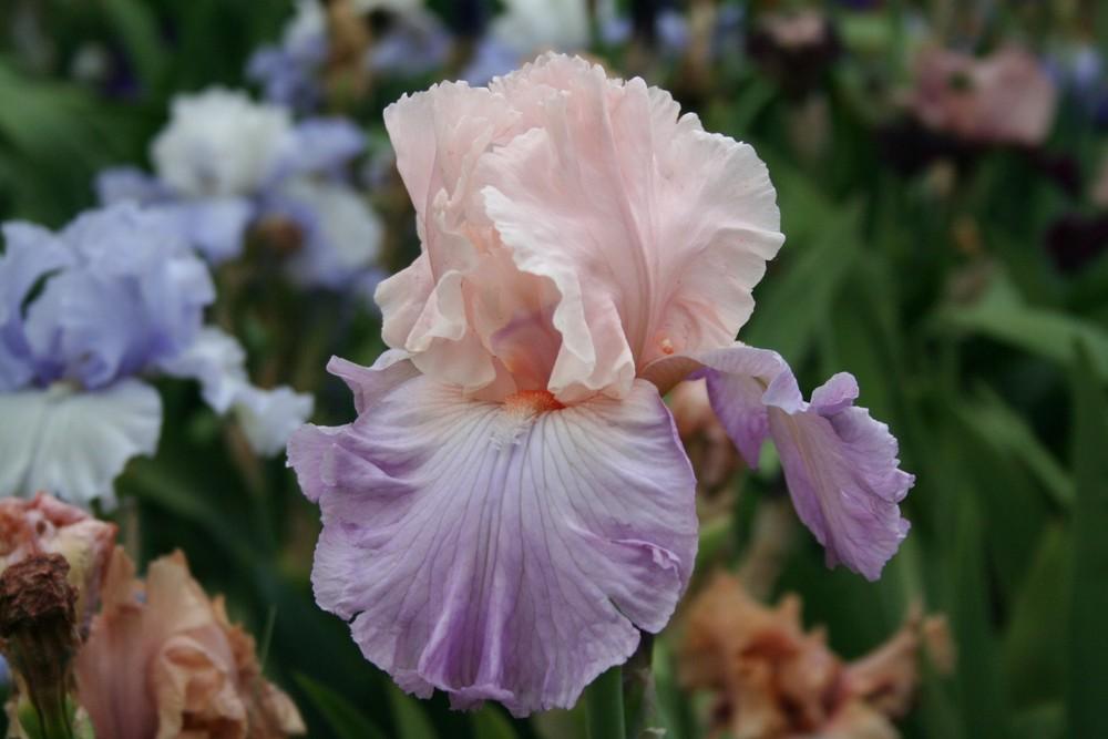 Photo of Tall Bearded Iris (Iris 'Venita Faye') uploaded by KentPfeiffer