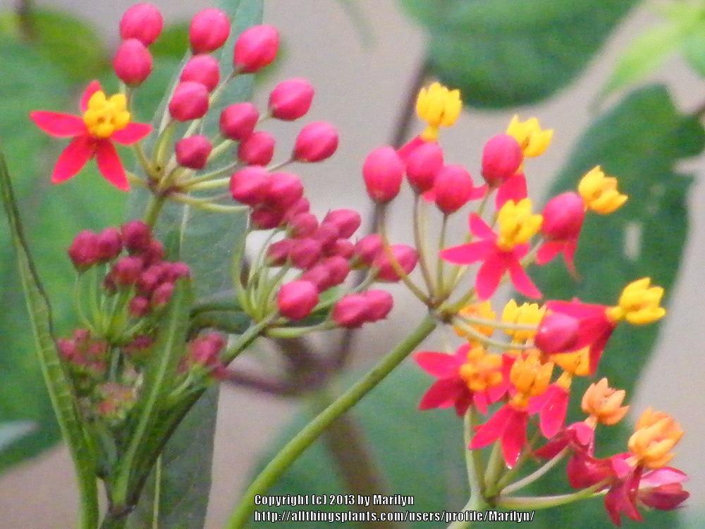Photo of Mexican Milkweed (Asclepias curassavica 'Silky Deep Red') uploaded by Marilyn