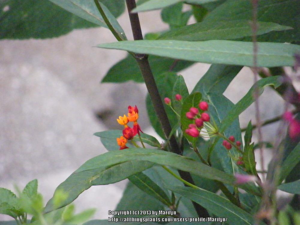 Photo of Mexican Milkweed (Asclepias curassavica 'Silky Deep Red') uploaded by Marilyn