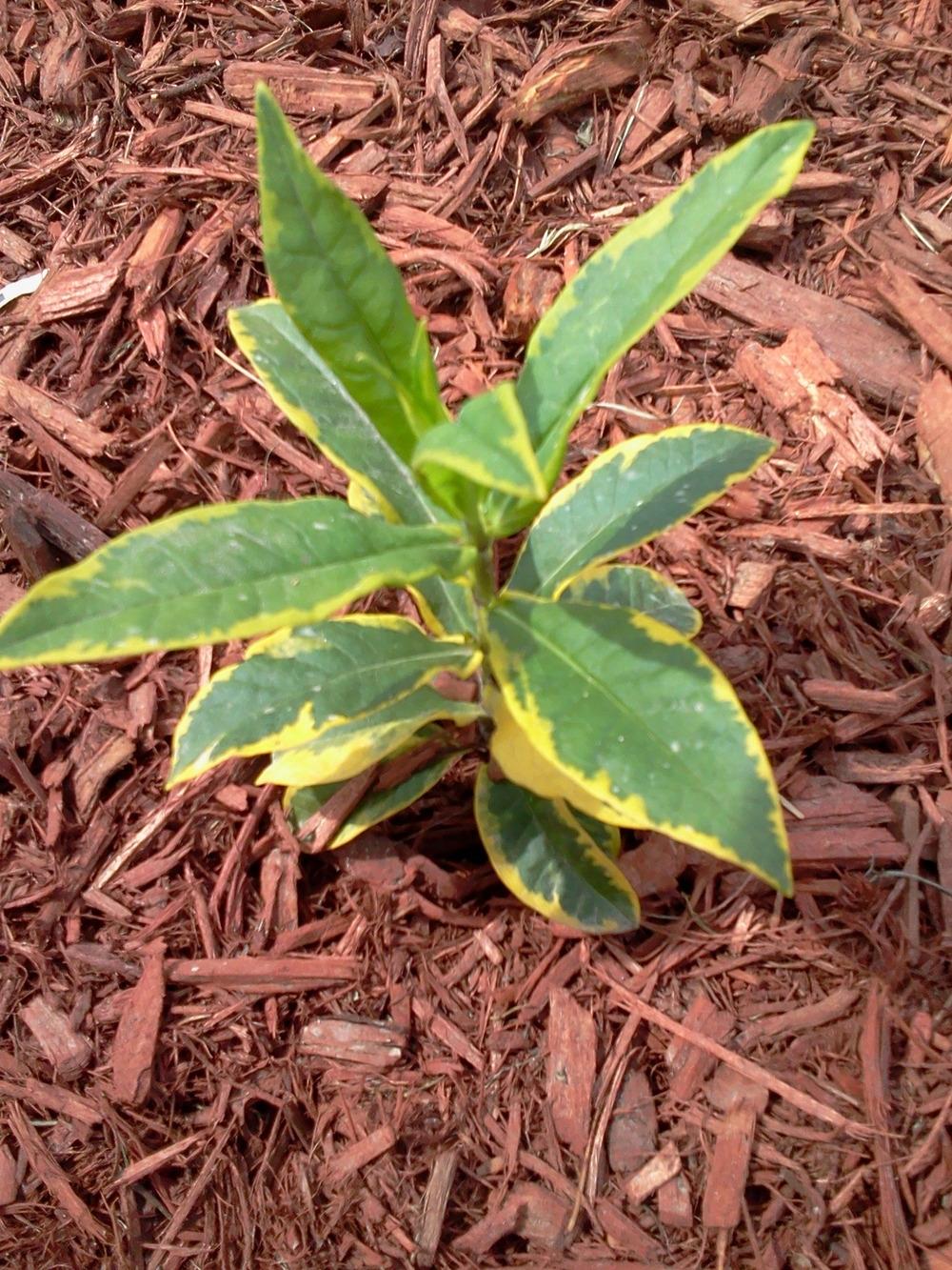 Photo of Variegated Garden Phlox (Phlox paniculata 'Goldmine') uploaded by bpsgarden
