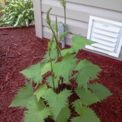 Location: my garden
Date: 2013-07-12 
first yr plant right before blooming