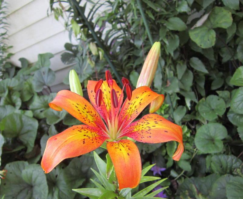 Photo of Asiatic Lily (Lilium 'Firestar') uploaded by ge1836